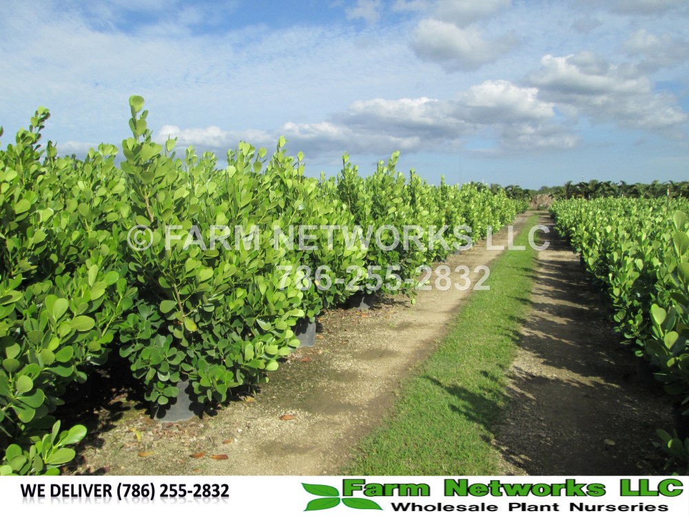 Clusia in 15 Gallon Homestead