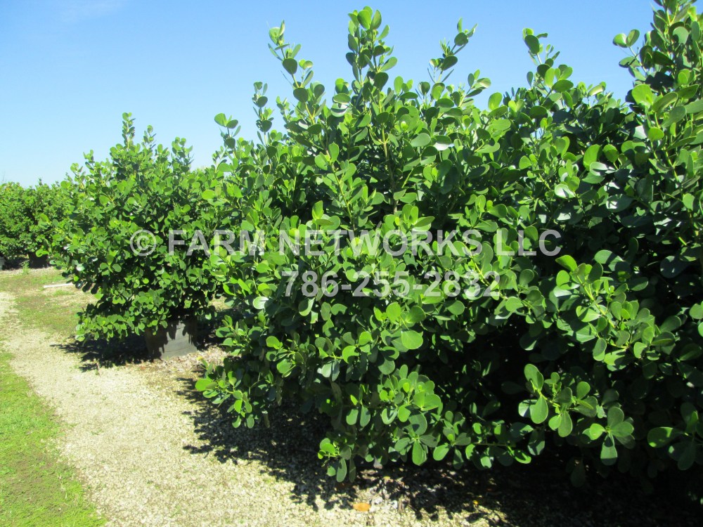 Clusia in 15 Gallon Jensen Beach, FL