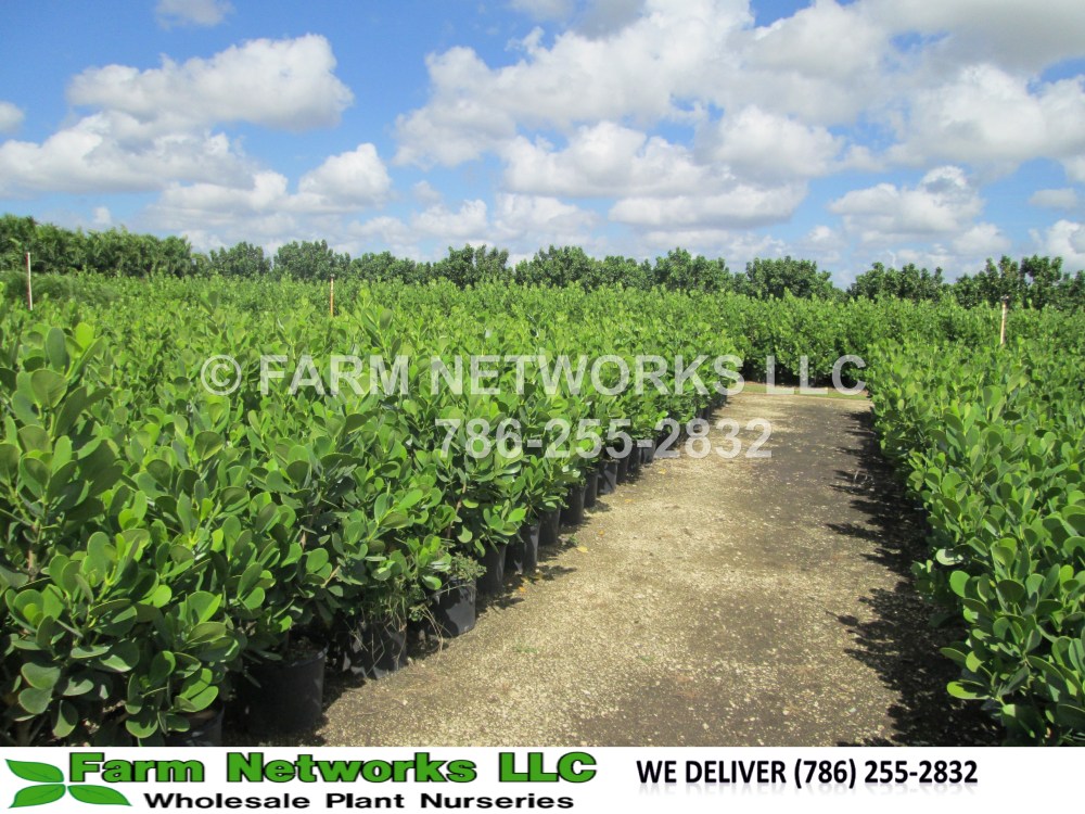 Clusia in 15 Gallon Miami Beach, FL