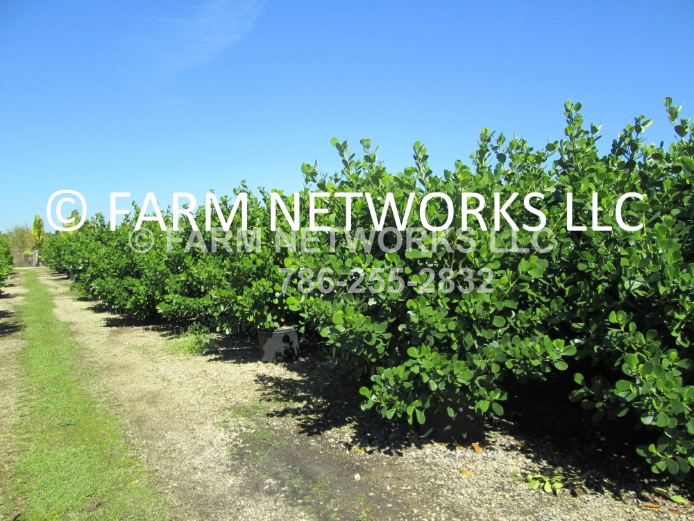 Clusia in 15 Gallon Orlando, FL