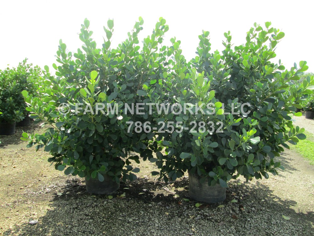 Clusia in 15 Gallon Parkland, FL.JPG