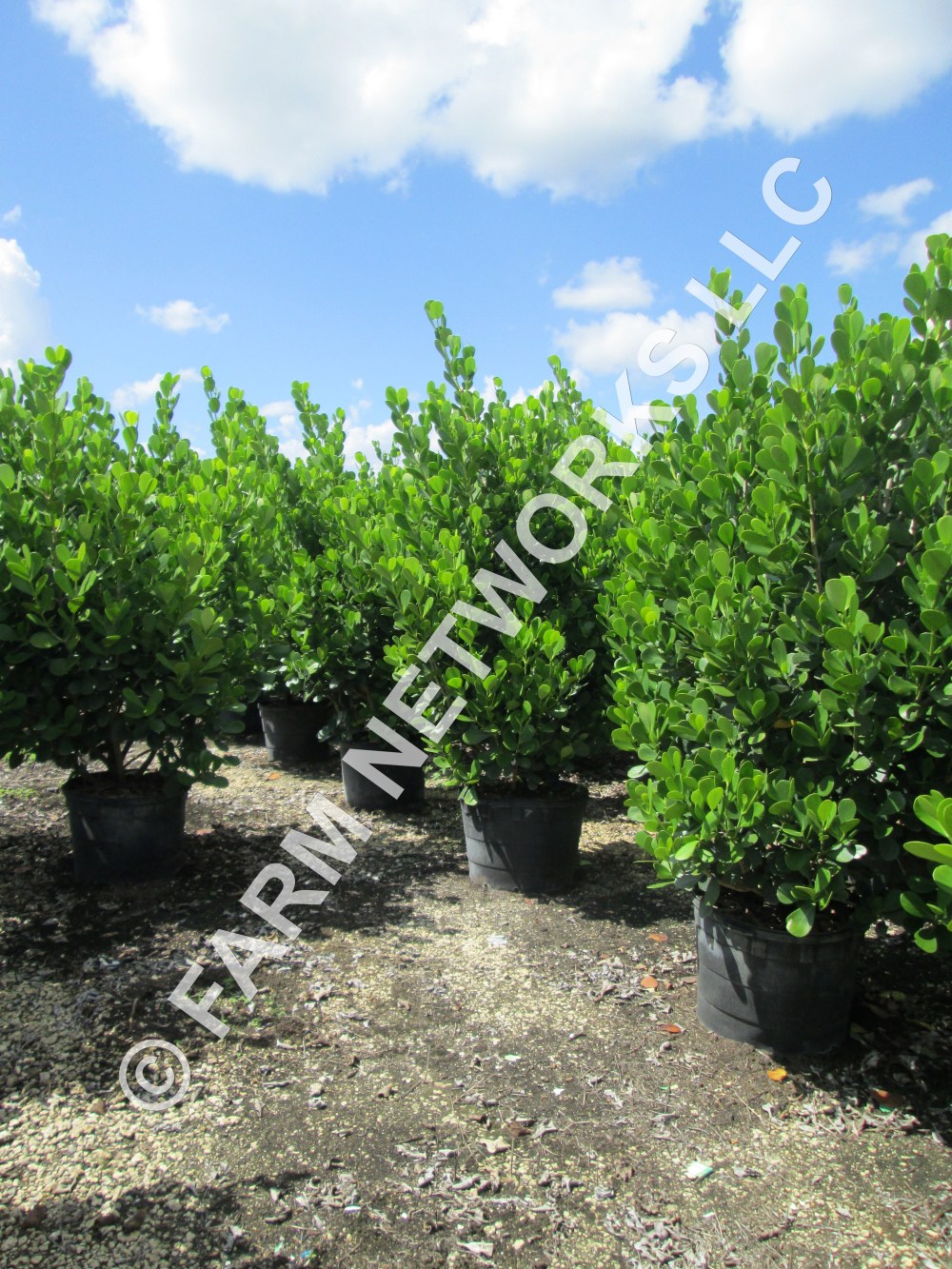 Clusia in 15 Gallon Tequesta, FL