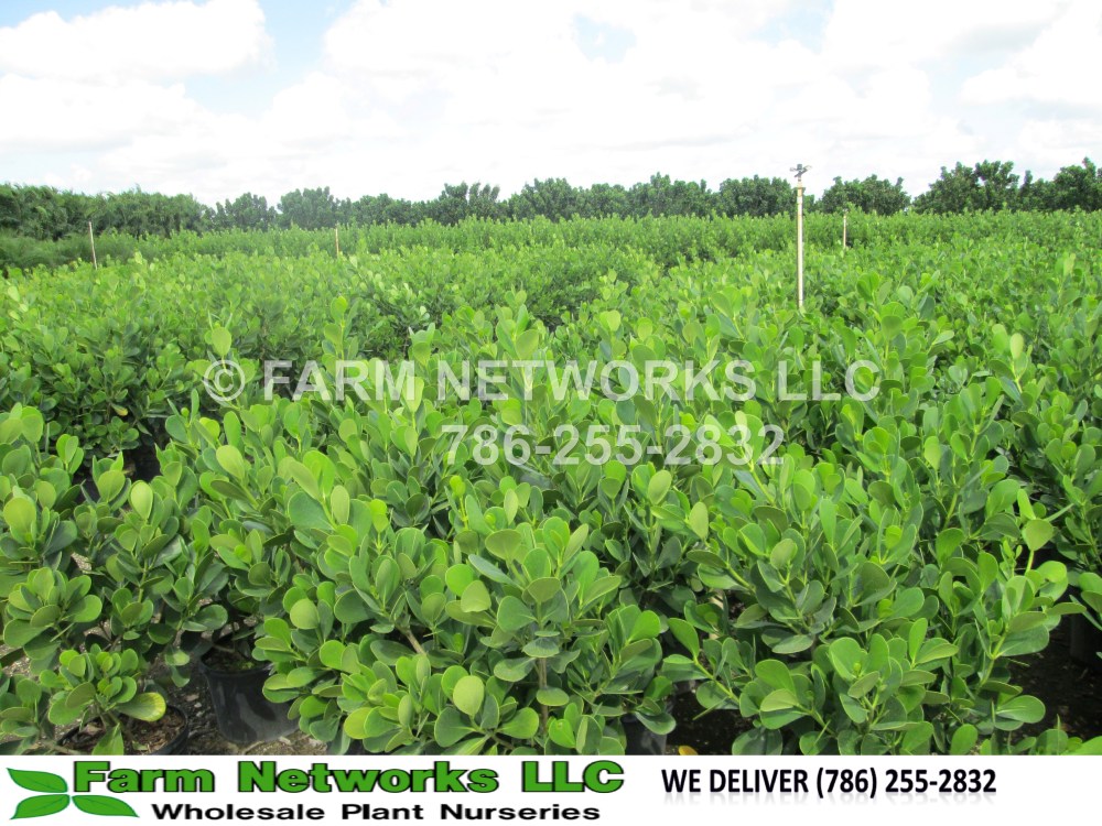 Clusia in 3 Gallon Homestead.JPG