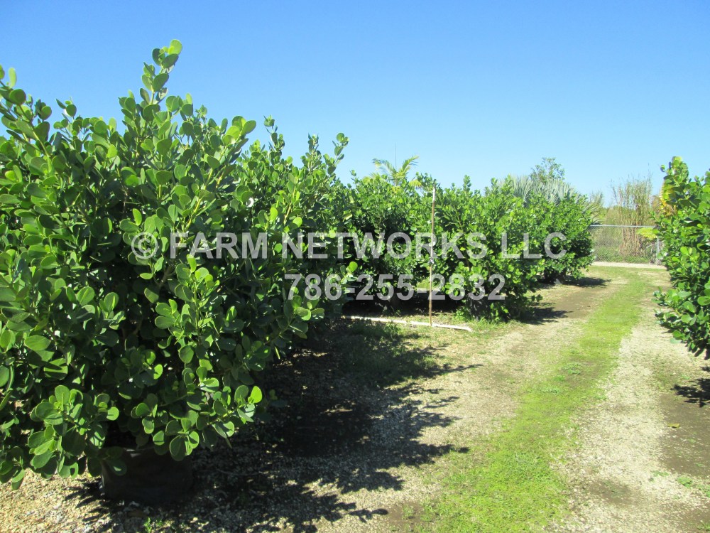 Clusia in 7 Gallon Bonita Springs, FL