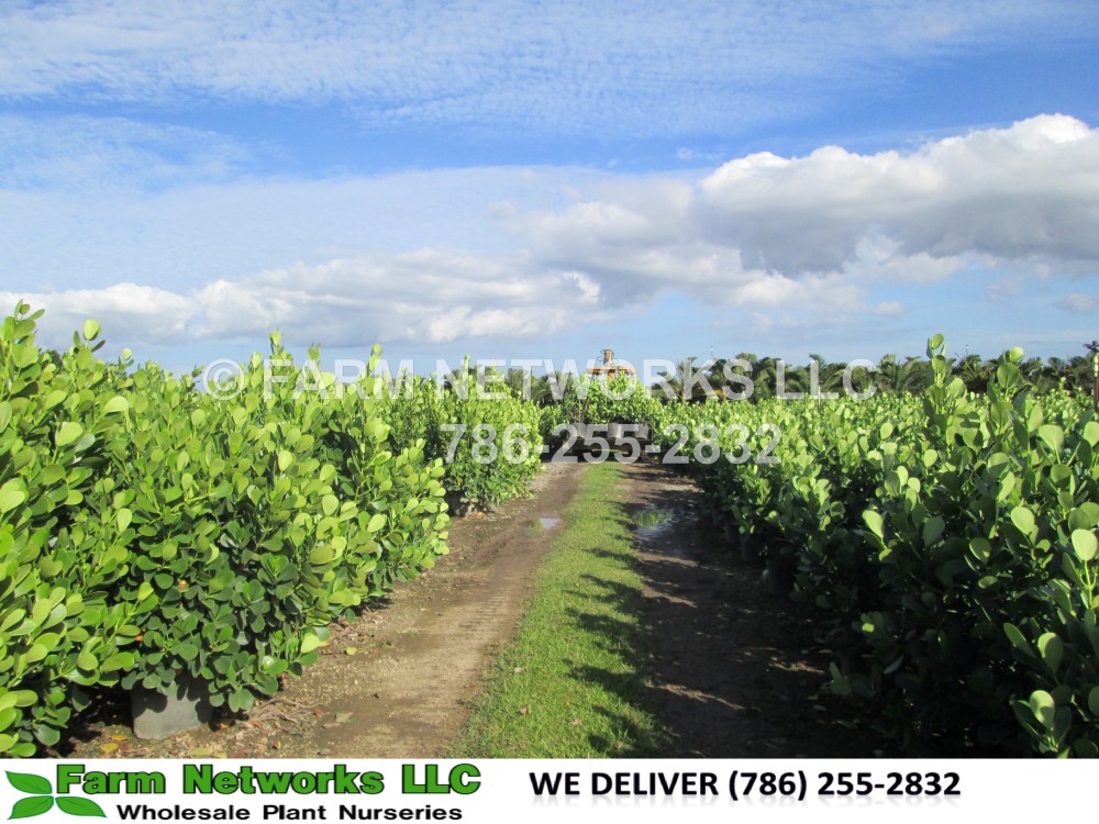 Clusia in 7 Gallon Fort Myers, FL.JPG