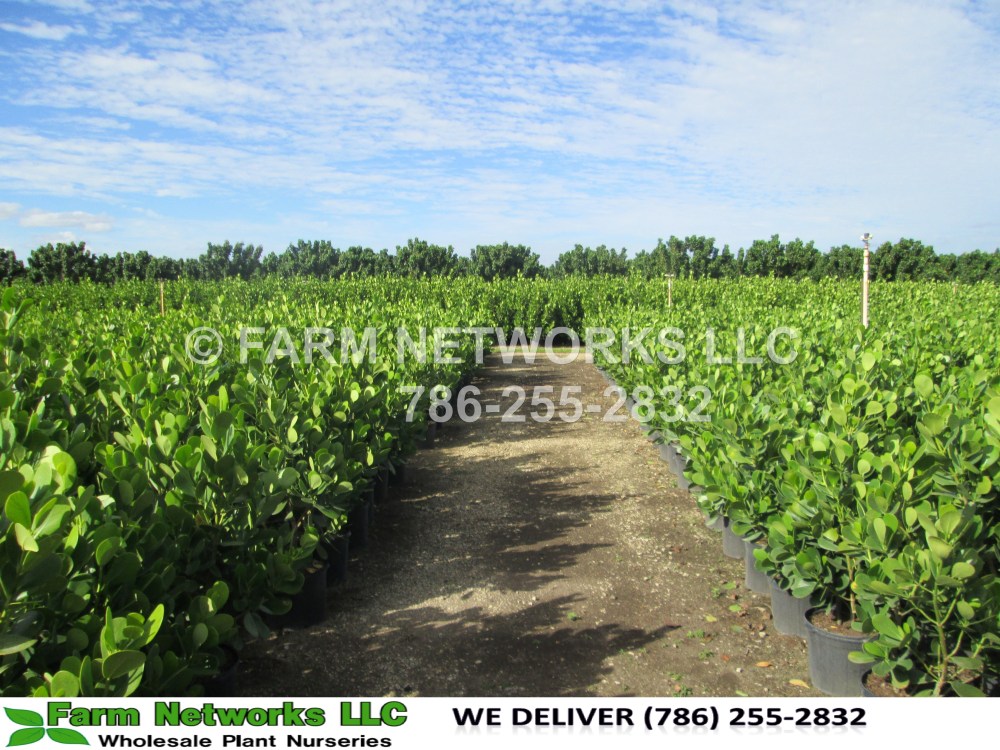 Clusia in 7 Gallon Hobe Sound, FL