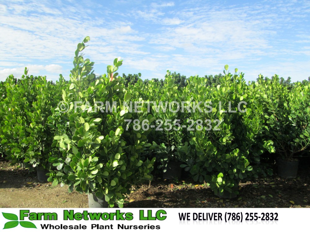 Guttifera Small Leaf