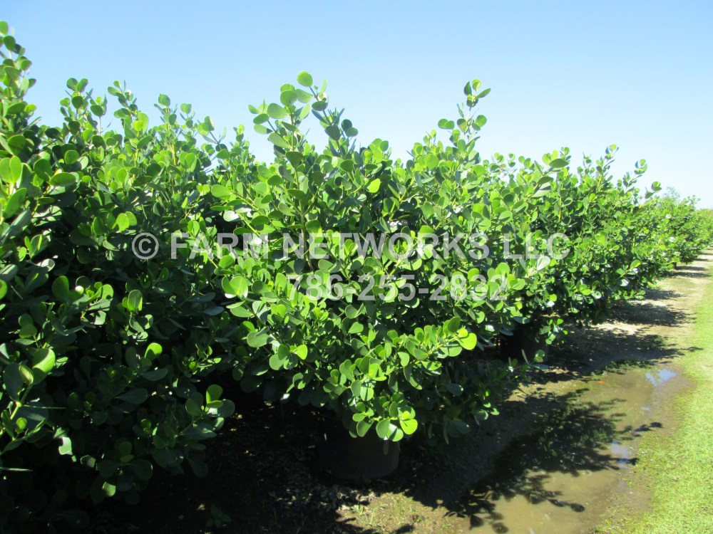 Clusia in 7 Gallon Lighthouse Point, FL