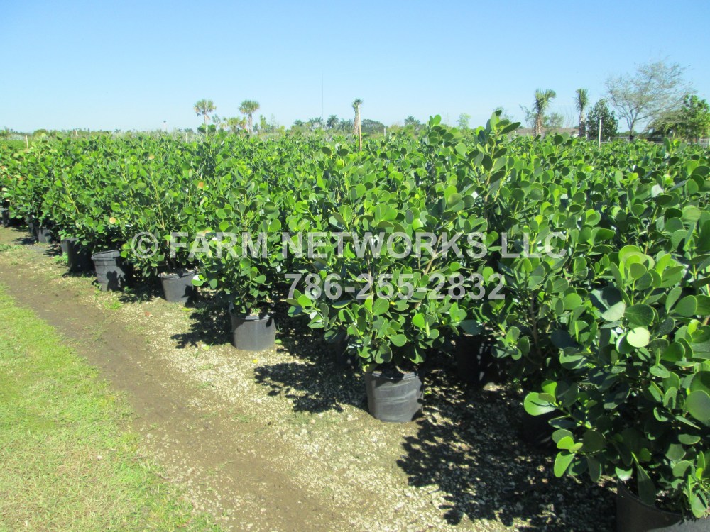 Clusia in 7 Gallon Palm Beach, FL