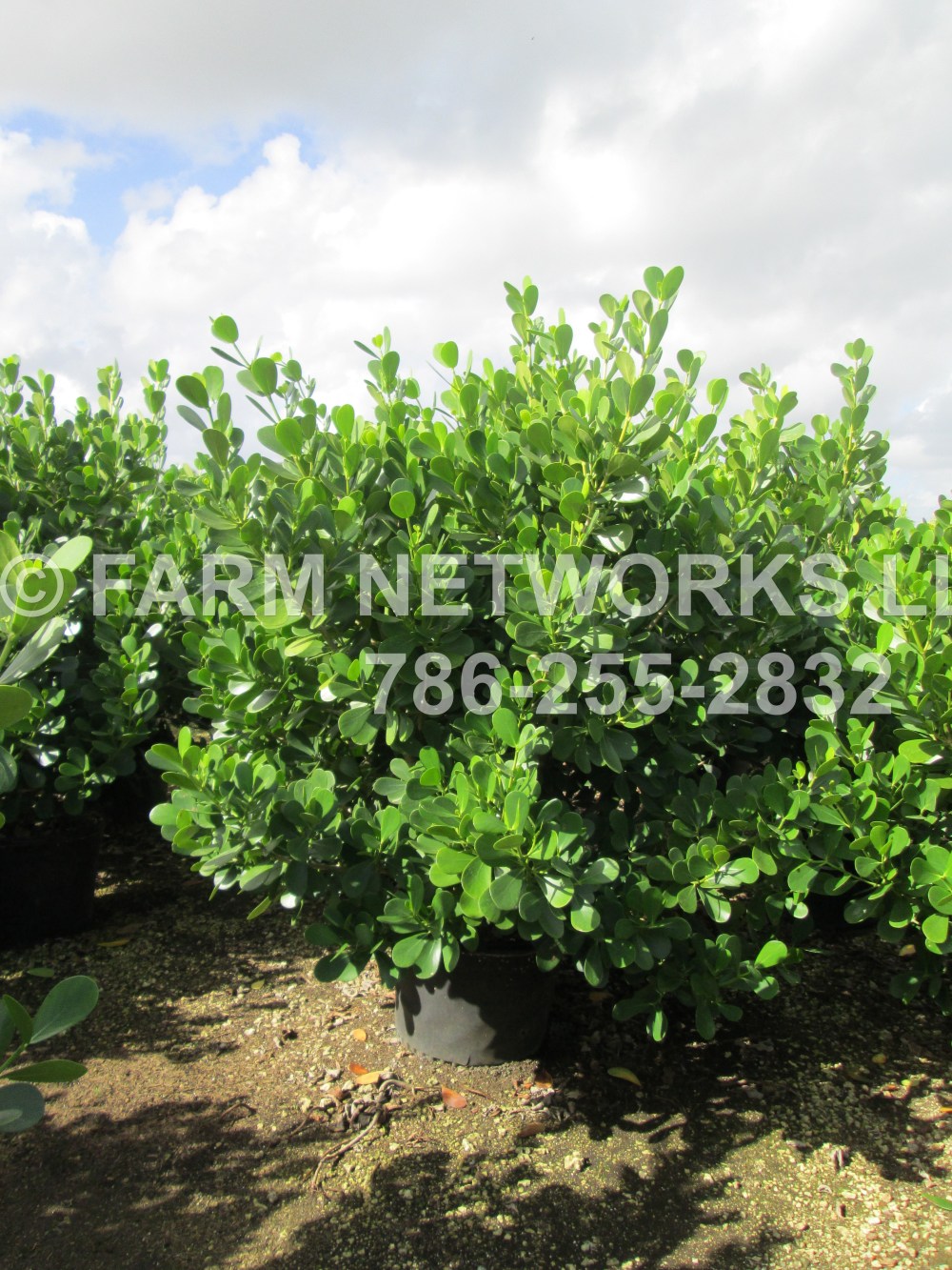 Clusia in 7 Gallon Stuart, FL