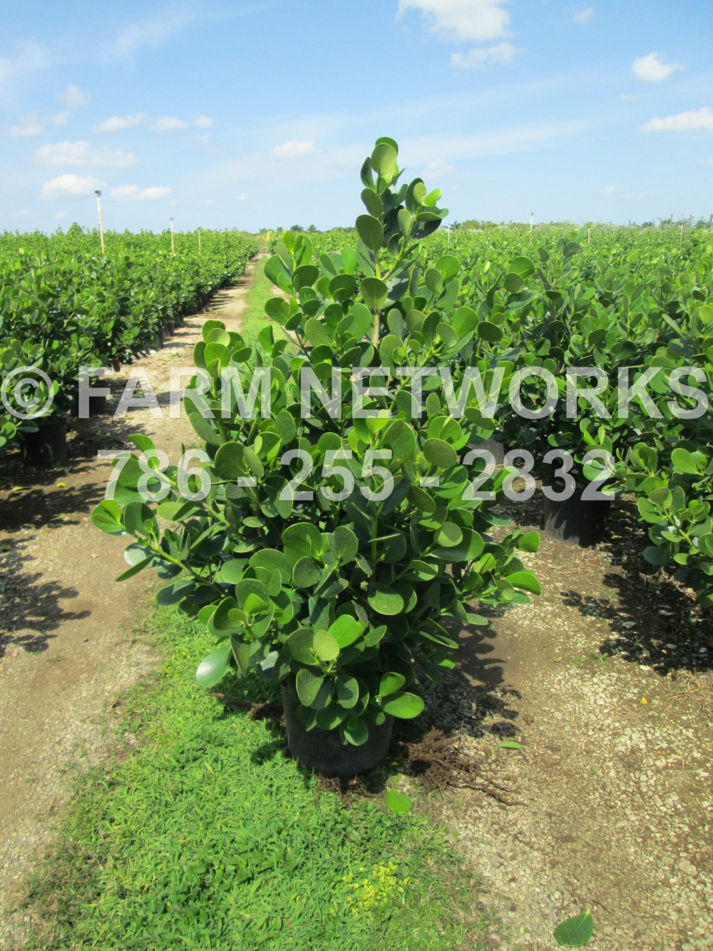 Clusia in 7 Gallon Tampa, FL.JPG