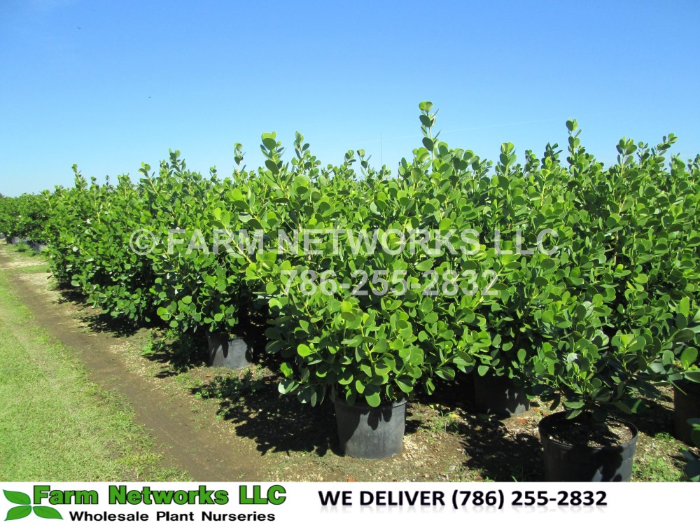 Clusia in 7 Gallon Wellington, FL