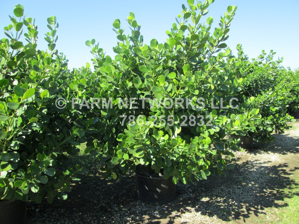 Clusia in Jensen Beach, FL