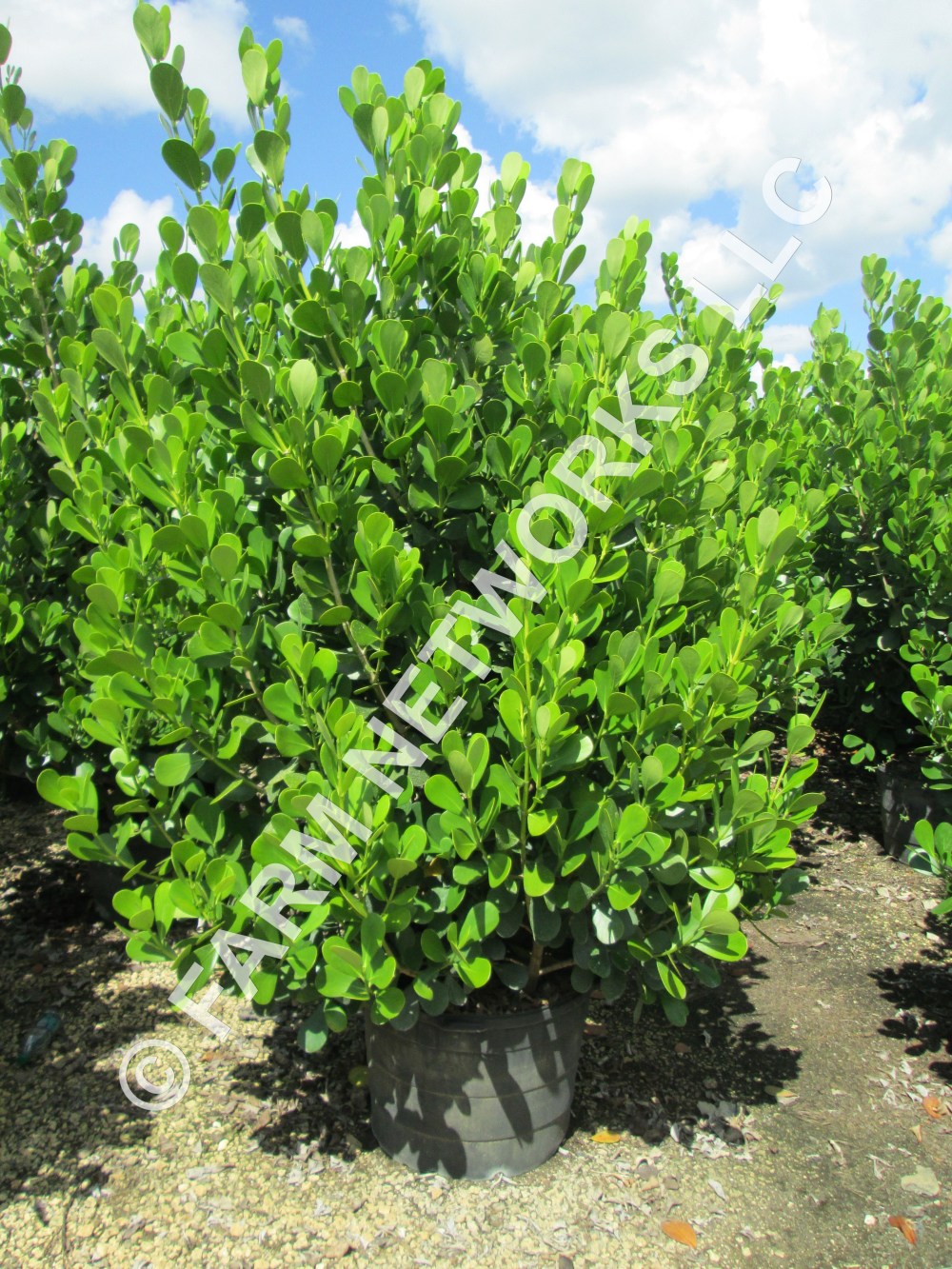 Clusia in Stuart, FL