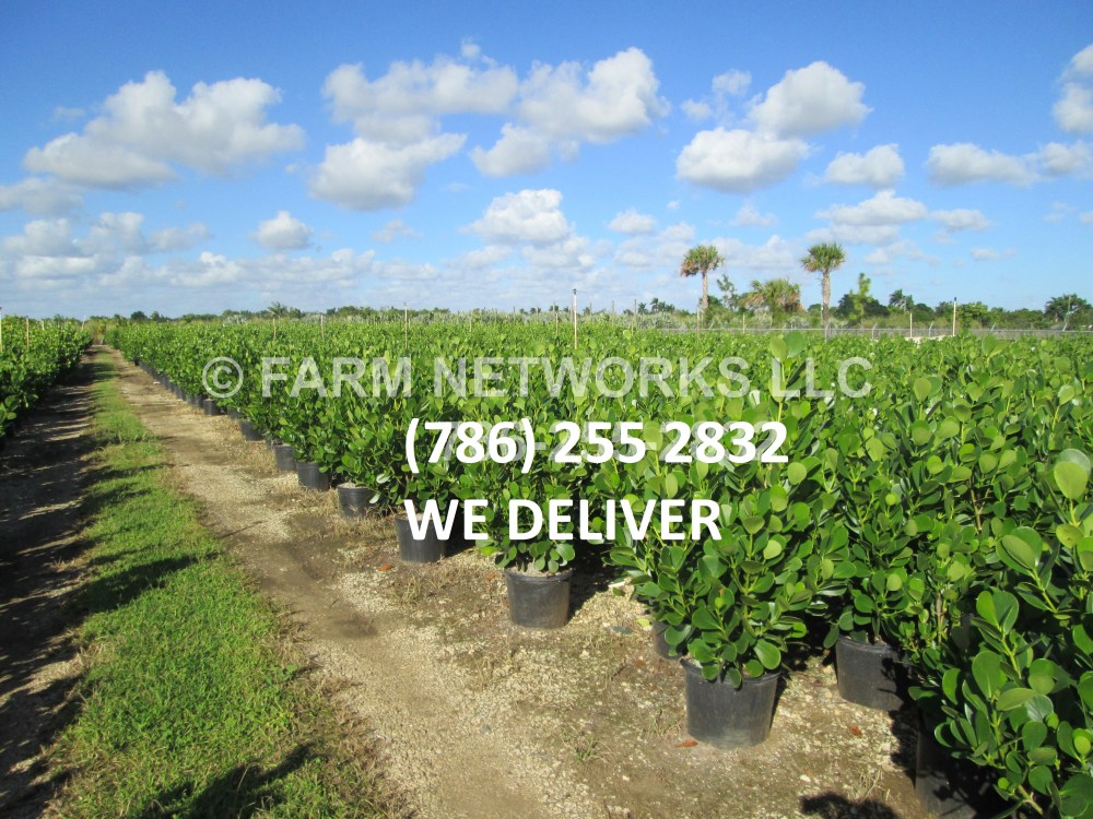 Clusia in West Palm Beach