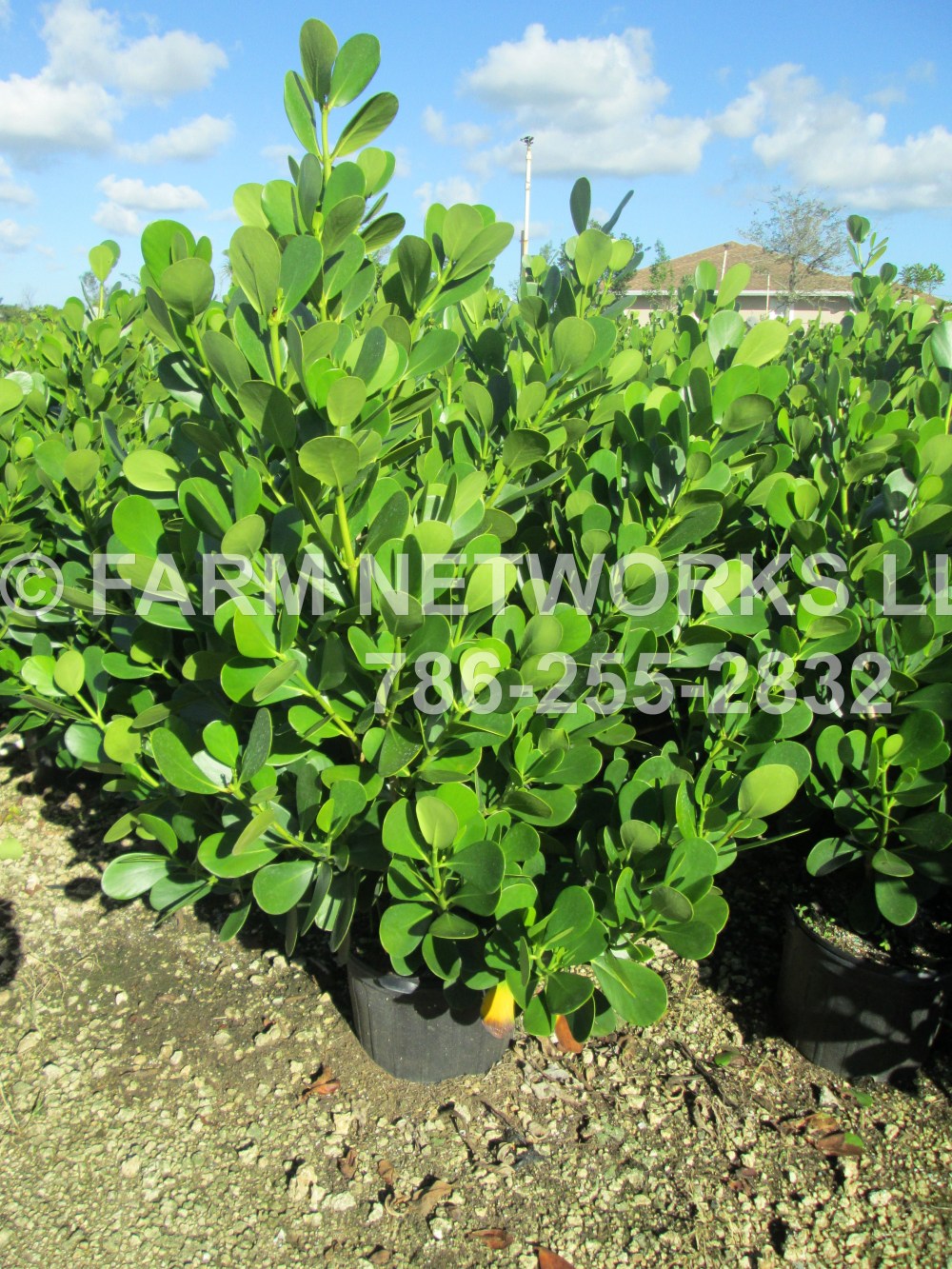 Clusia Palm Beach Nursery (4).JPG