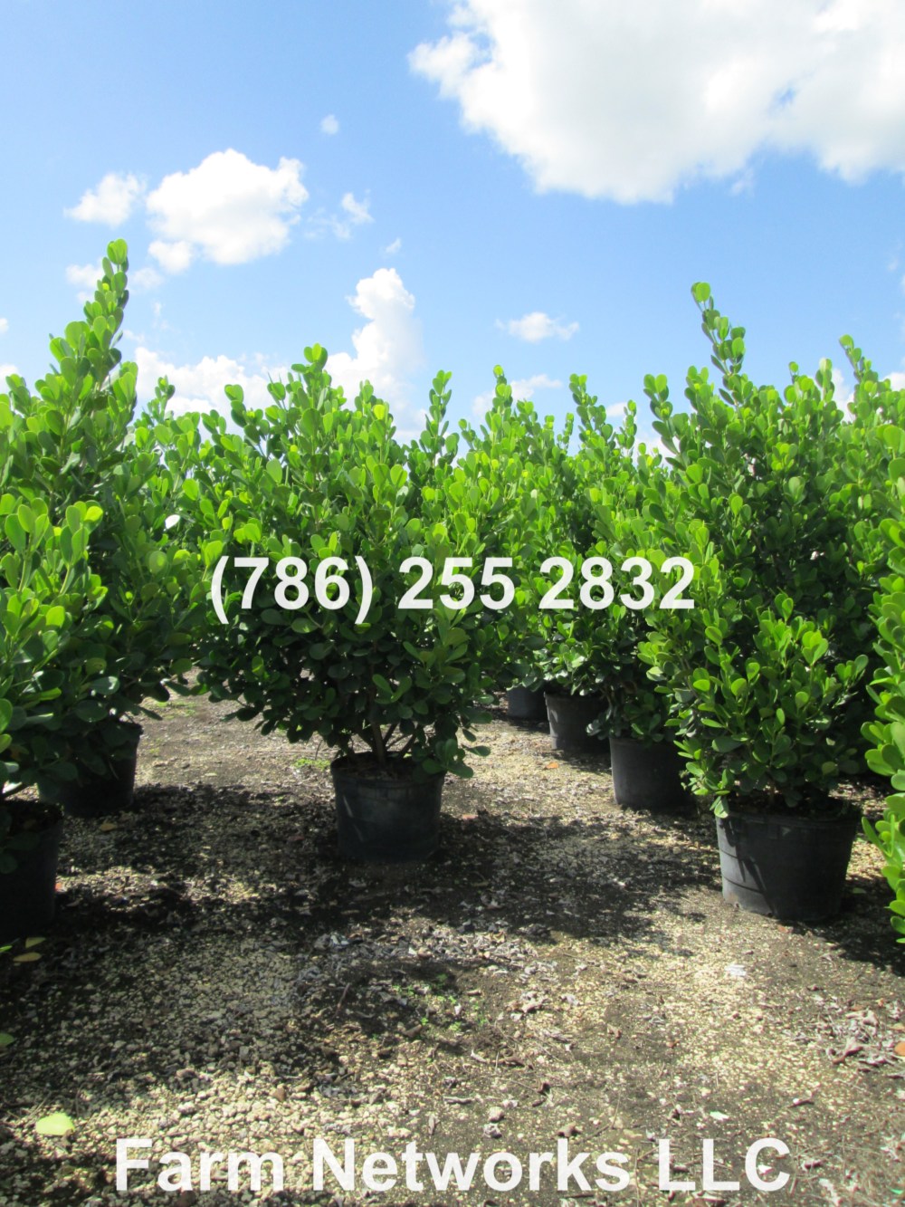 Clusia Plant for Sale- 25 Gallon