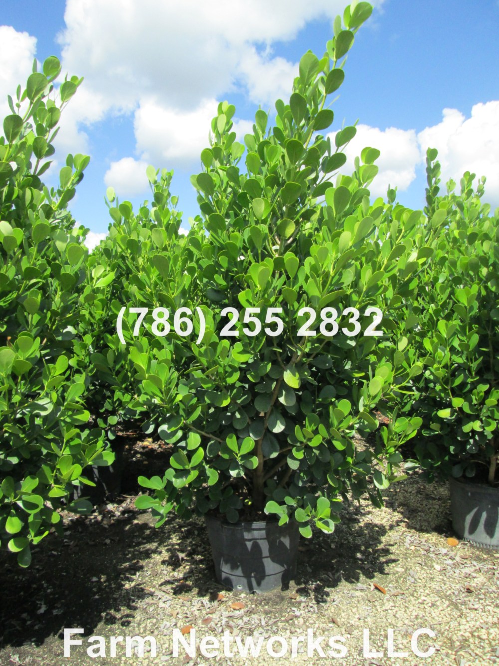 Clusia Plant for Sale- 45 Gallon