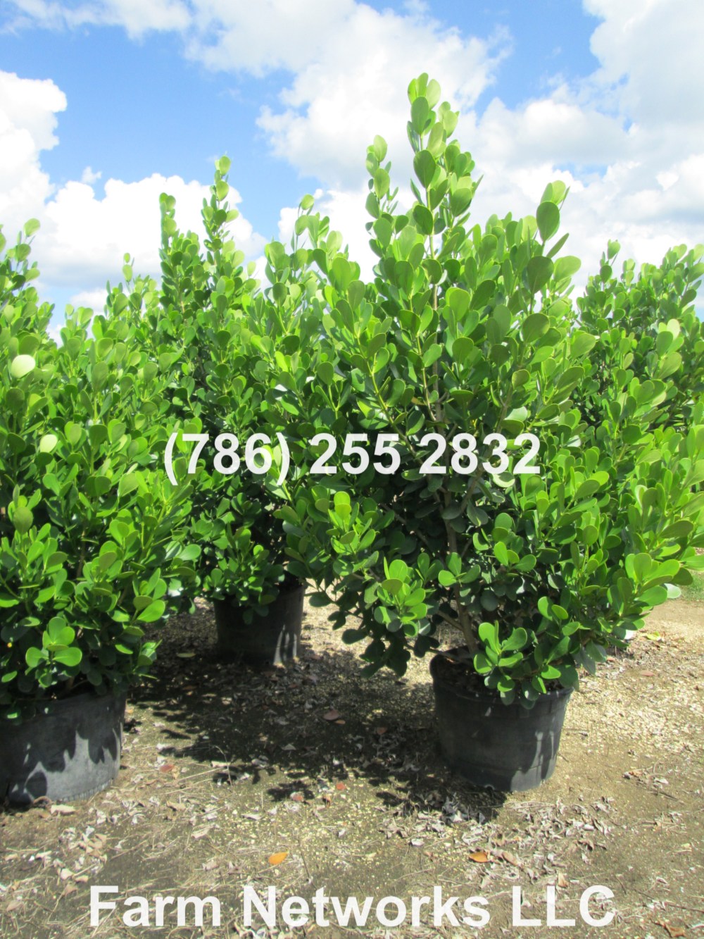 Clusia Plant for Sale- 7 Gallon