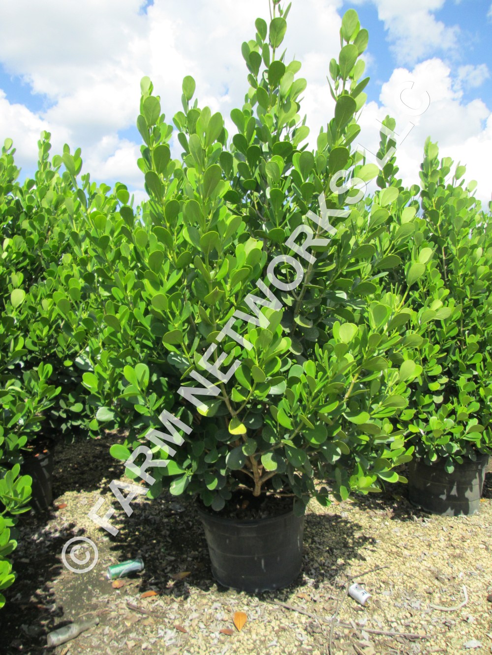 Clusia Rosea 1000 Gallon