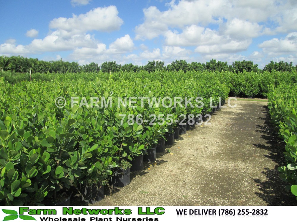 Clusia Rosea-3-Gallon