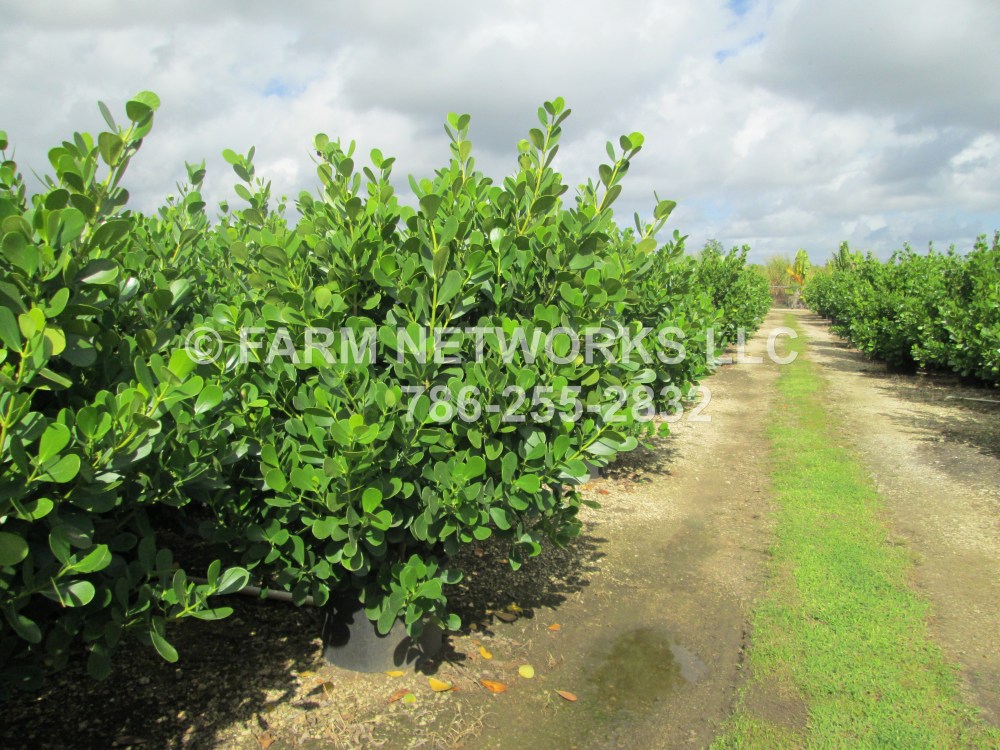 Clusia Rosea-Field Grown-Broward