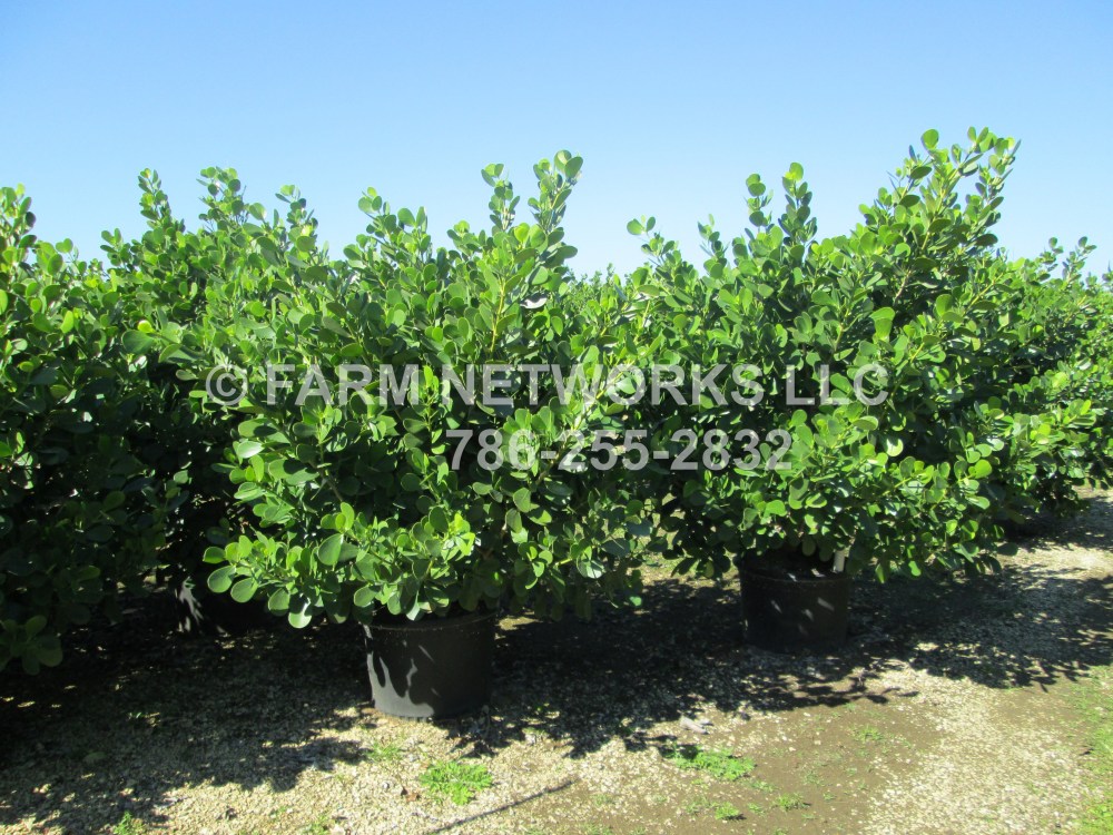 Clusia Rosea-Field Grown-Miami