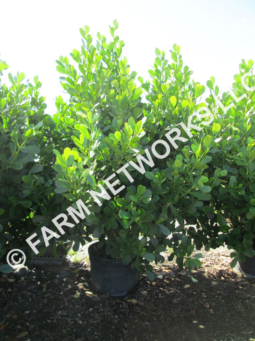 Clusia Rosea-Field Grown-Naples