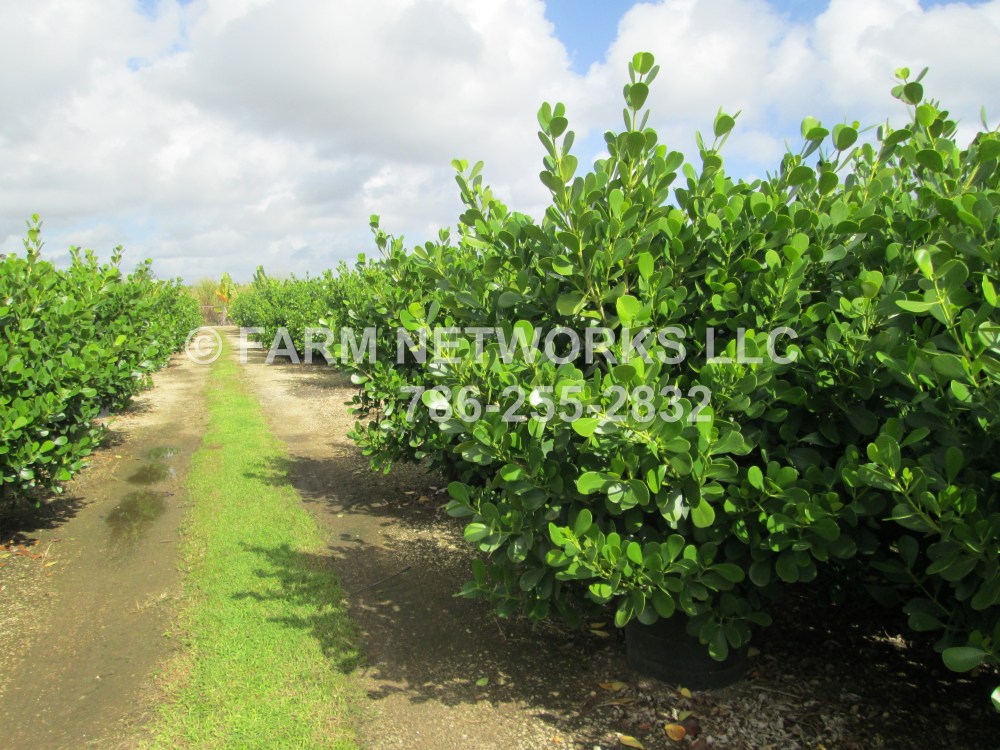 Clusias for Sale.JPG