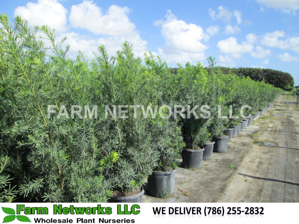 Coral Springs Podocarpus Nursery