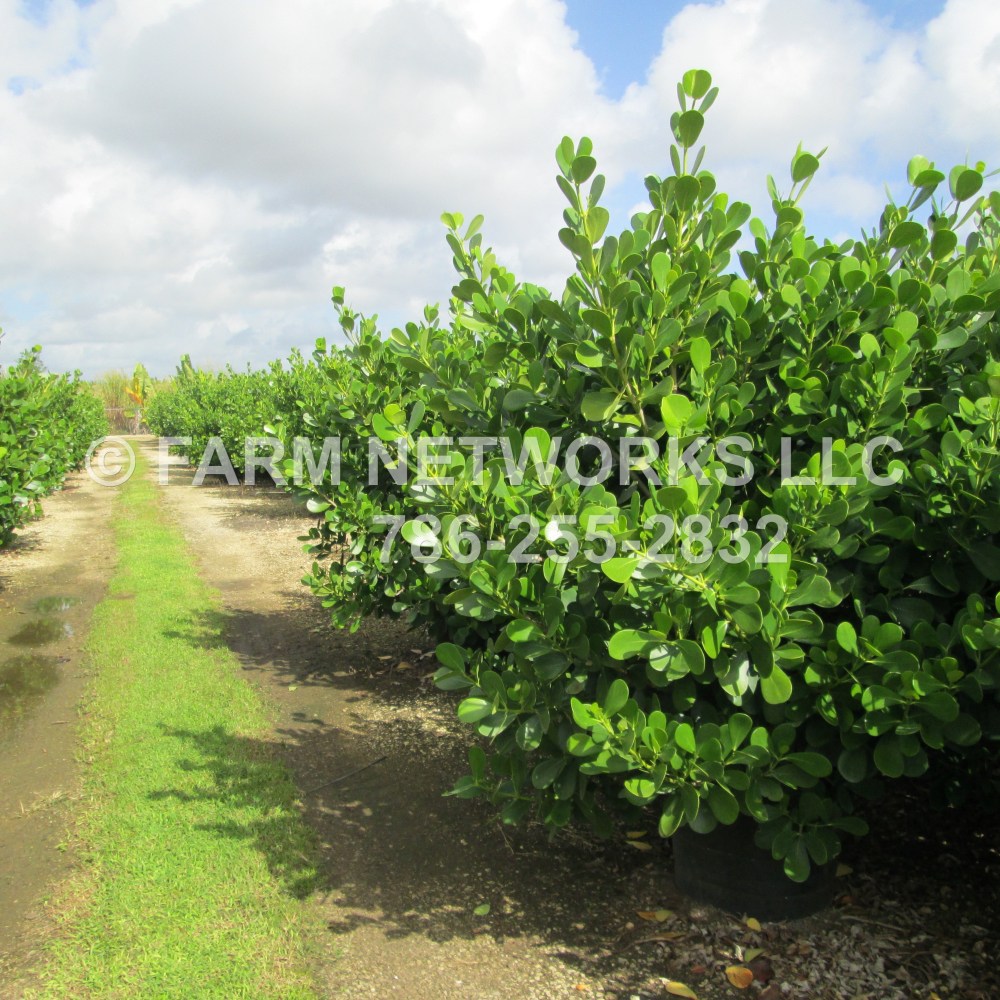 cropped-45-gallon-clusia1