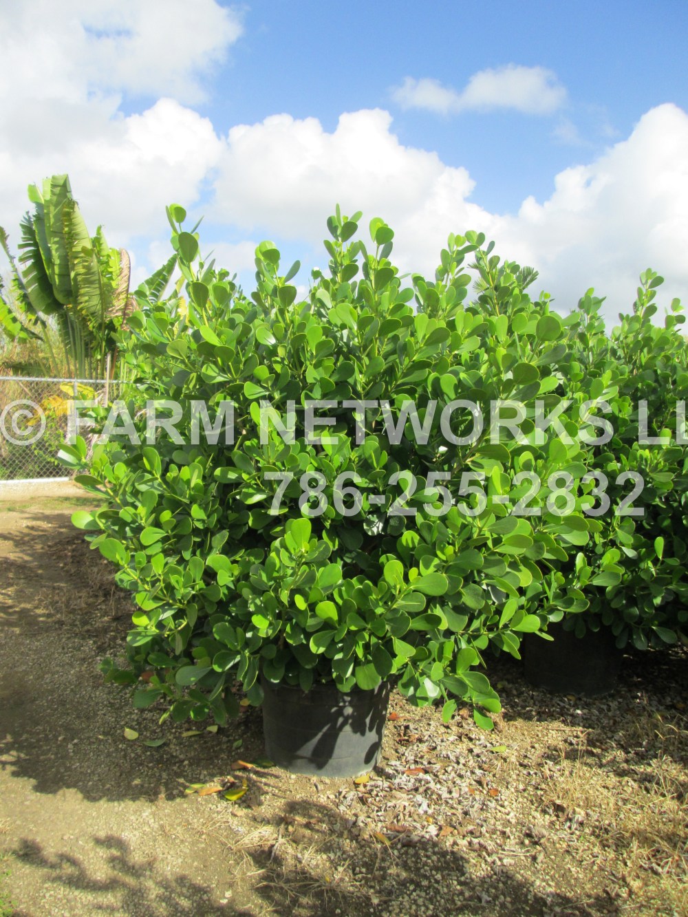 Florida Clusia Nursery