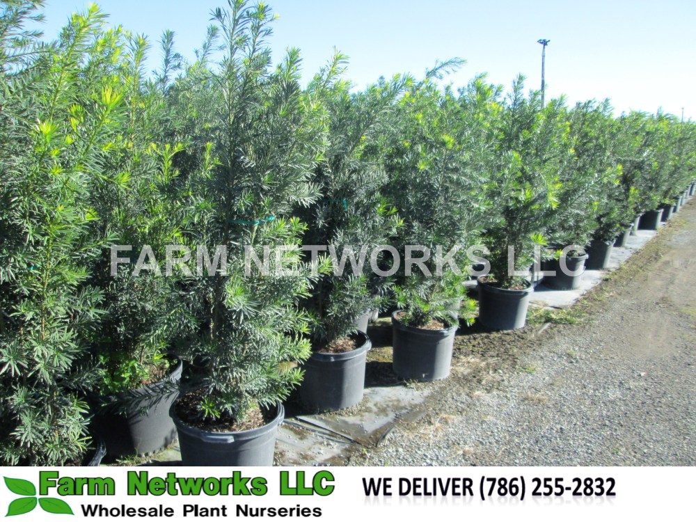 Florida Podocarpus Nursery