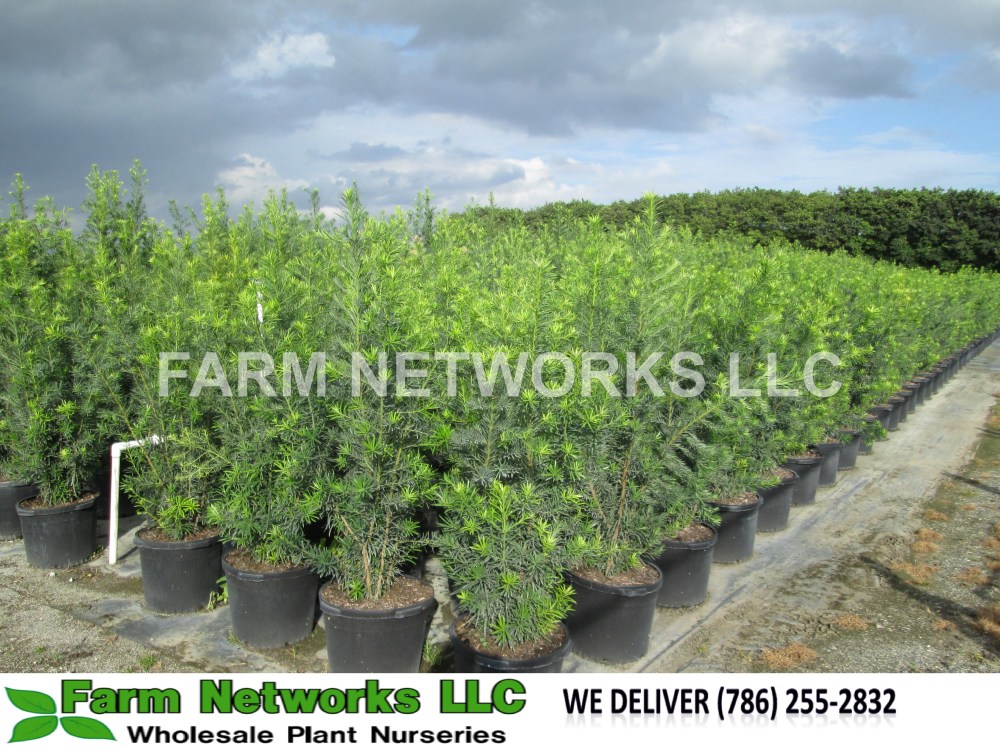 Fort Lauderdale Podocarpus Nursery
