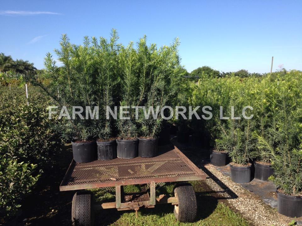 Hollywood Podocarpus Nursery