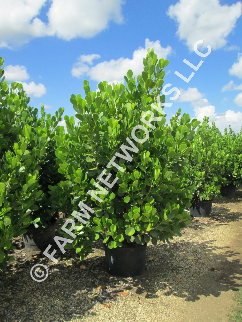 Homestead Clusia Hedge-Nursery