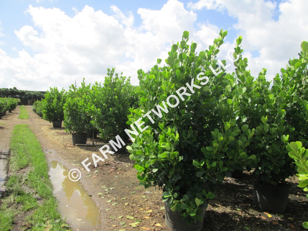 Homestead Clusia Plants