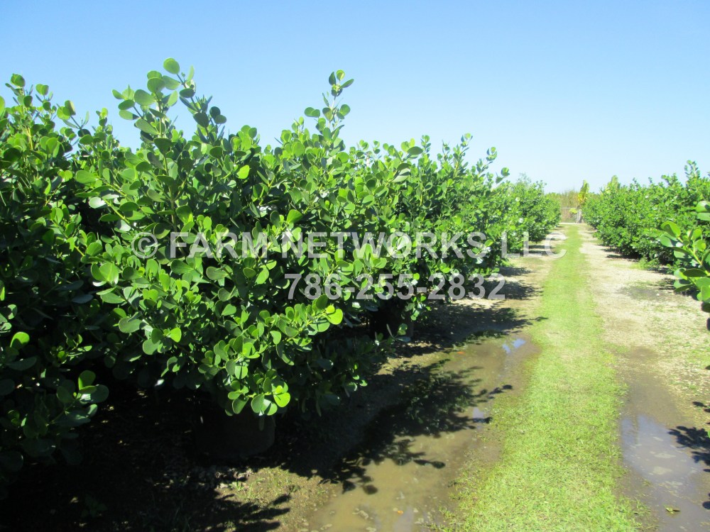 Make It Green 6 hedges that hide, thrive in SWFL - Clusias