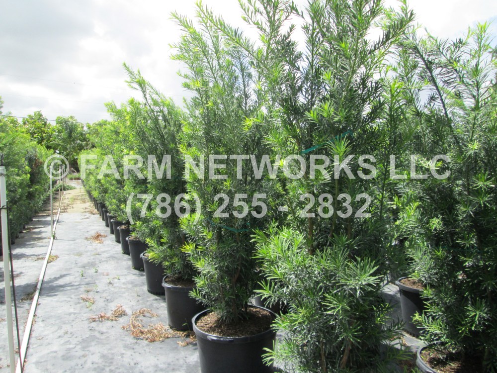 podocarpus maki