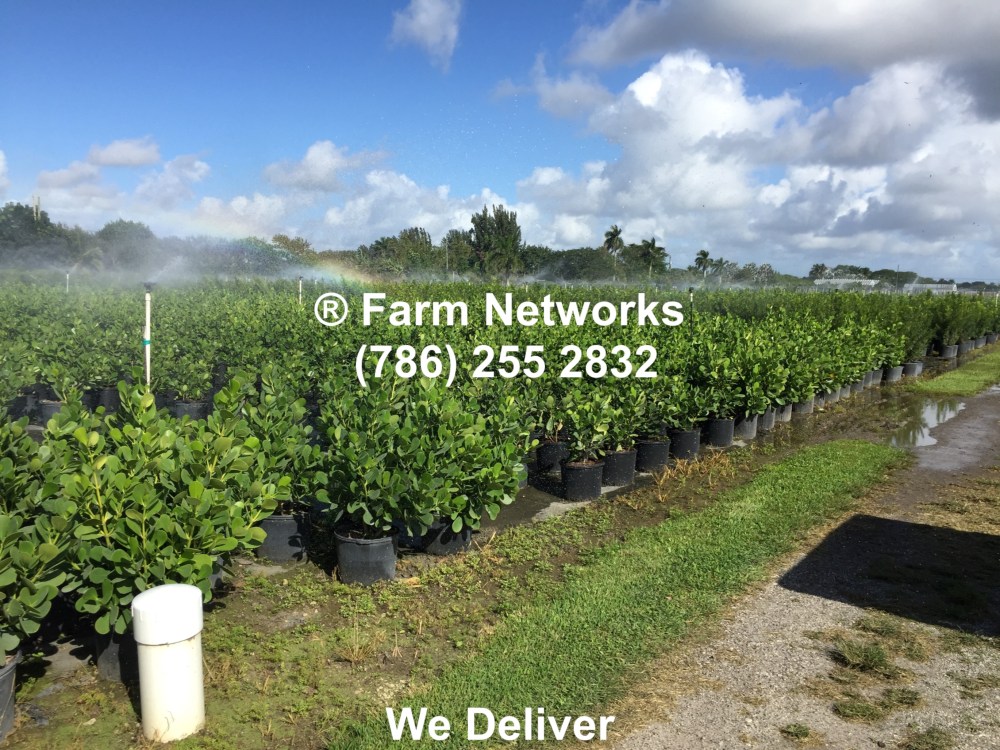 Naples Clusia Hedges