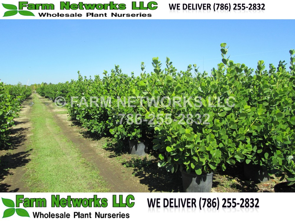 Palm Beach Clusia Hedge-Nursery