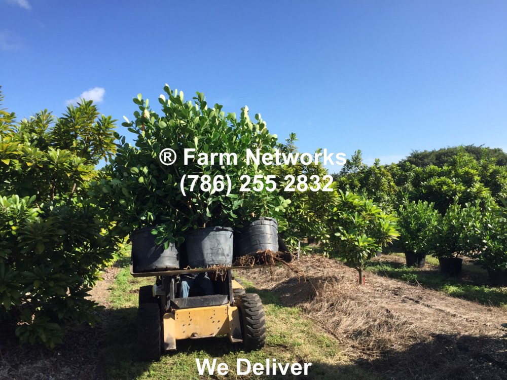 Palm Beach Clusia Hedges