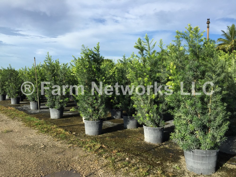 Palm Beach Podocarpus Nursery