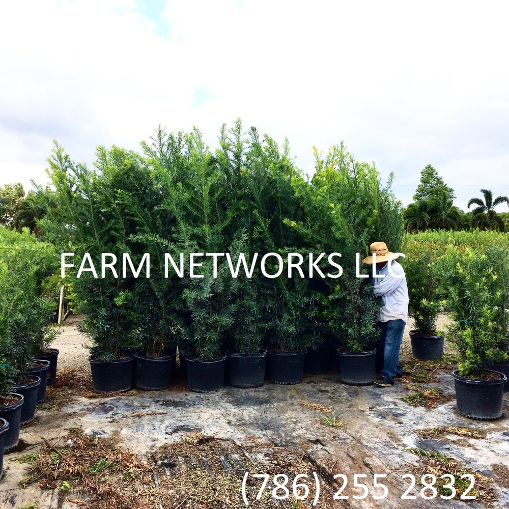 Parkland, FL- Podocarpus Nursery