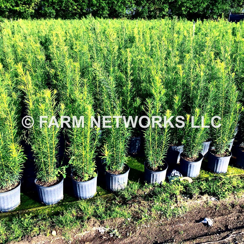 3 Gallon Podocarpus Miami