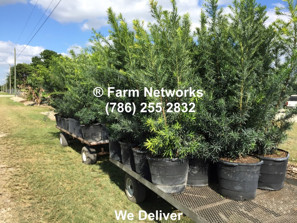 Podocarpus for Sale-Broward