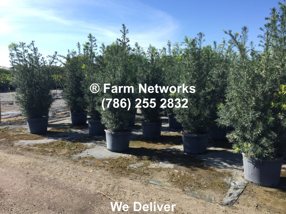 Podocarpus for Sale-Homestead.JPG