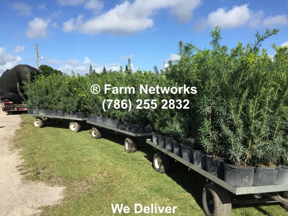 Podocarpus for Sale-Palm Beach