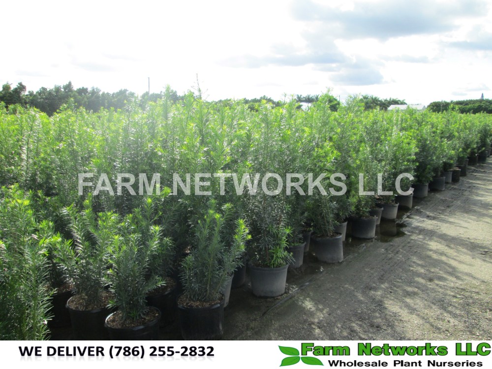 Podocarpus Plants-Broward.JPG