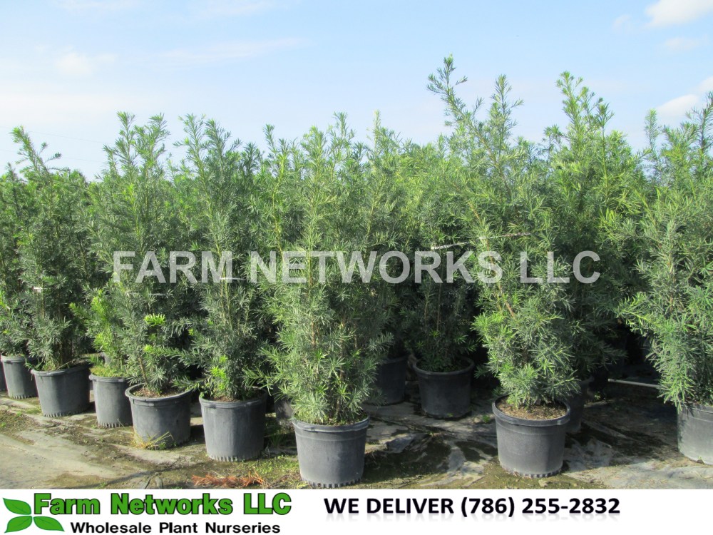 Podocarpus Plants-Palm Beach